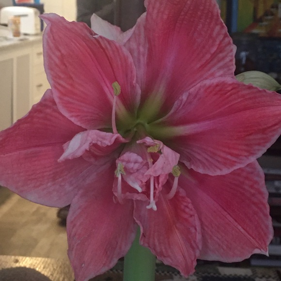 Meet your Posher, Lisa - Picture 1 of 1